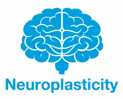 Neuroplasticity